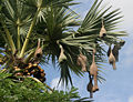 Bird nest and fruit on Asian palmyra palm