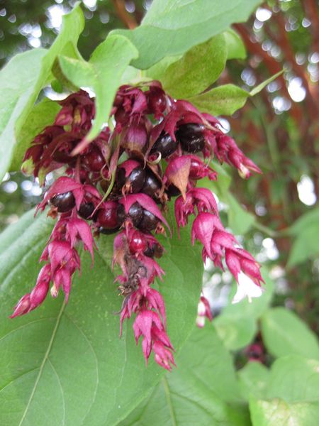 File:IMG 0820 bbg09.jpg