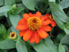 Zinnia elegans 'Profusion Orange'