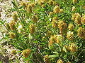Trifolium pannonicum