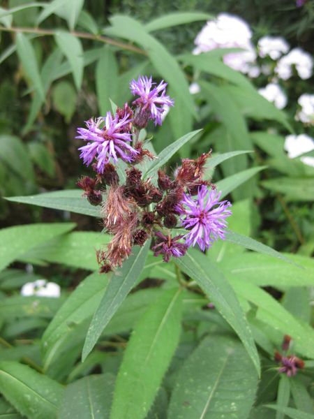 File:IMG 0824 bbg09.jpg