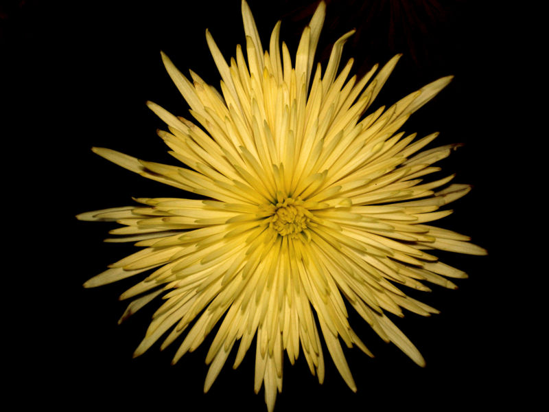 File:Chrysanthemum-6193.jpg