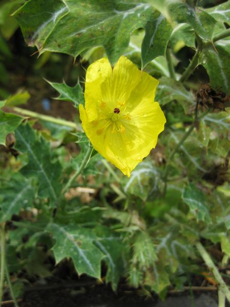 File:IMG 0791 bbg09.jpg