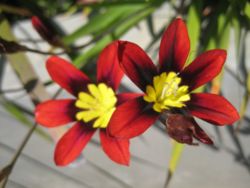 Wandflower, Sparaxis tricolor