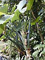 Giant taro or Ape plant