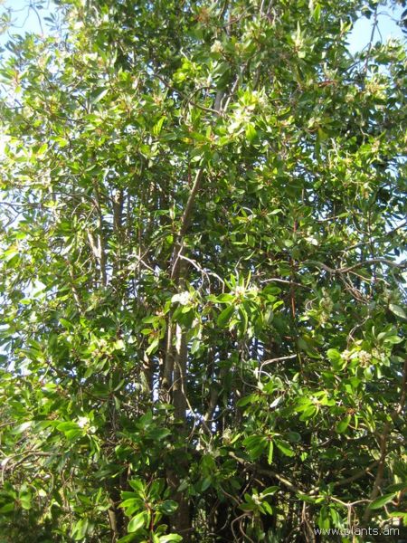 File:Drimys winteri-winter's-bark-IMG 8085 sfbg0308.jpg