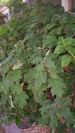 Hydrangea quercifolia