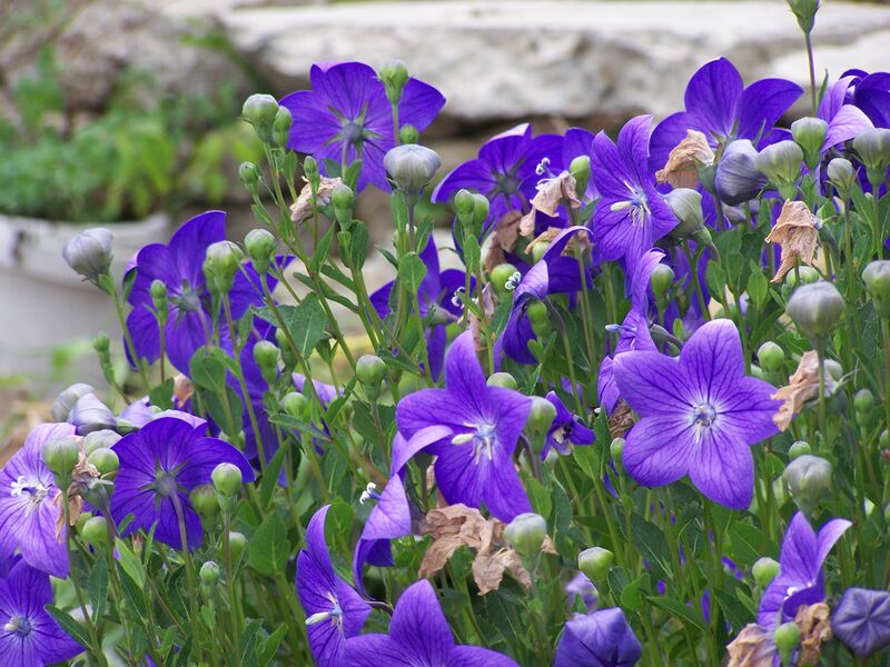 File:20091221074124!100 1245.jpg