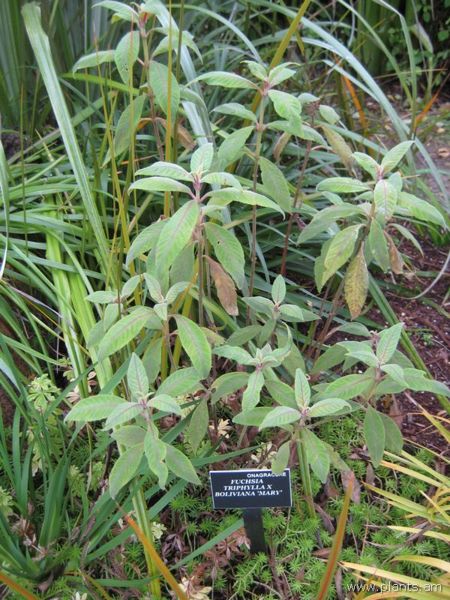File:Fuchsia triphylla-x-boliviana-mary-IMG 7596 sfbg0308.jpg