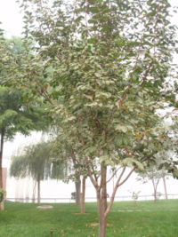 persimmon tree（Diospyros kaki L.f.）