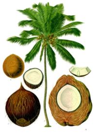Coconut Palm (Cocos nucifera)