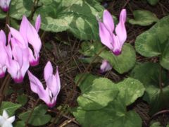 Cyclamen persicum growing wild, Ben Shemen forest, Israel