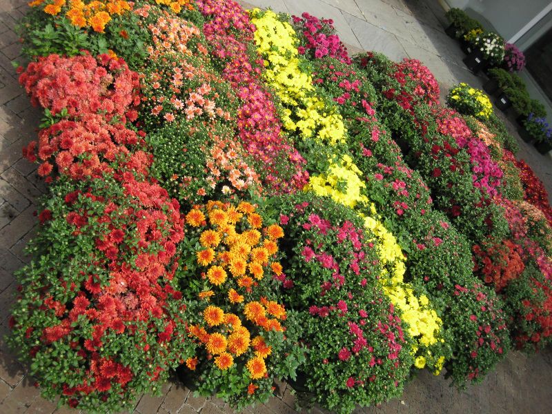 File:IMG 0860 bbg09.jpg