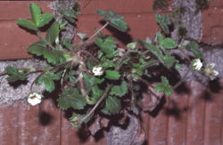Potentilla sterilis (Syn. P. fragariastrum)
