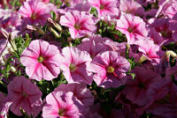 Petunias