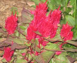 Celosia plumosa