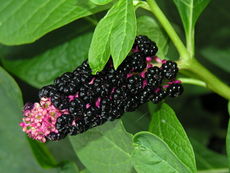 Phytolacca americana