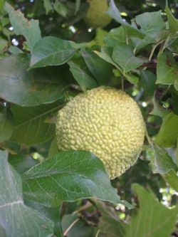 Osage-orange foliage and fruit
