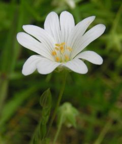 Greater stitchwort, Stellaria holostea