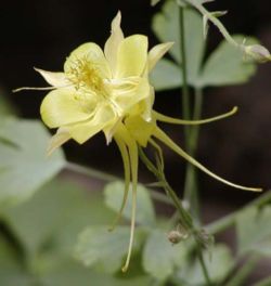 Aquilegia flavescens