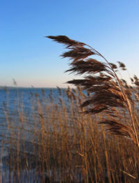 Phragmites australis seed head in winter