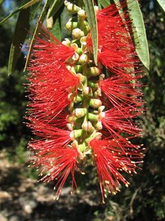 Red bottlebrush flower