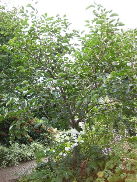 File:IMG 0810 bbg09.jpg