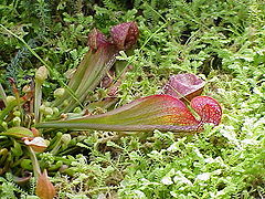 Parrot pitcher plant