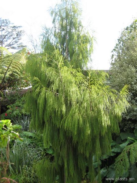 File:Dacrydium cupressinum-IMG 7583 sfbg0308.jpg