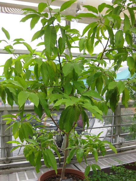 File:IMG 0885 bbg09.jpg