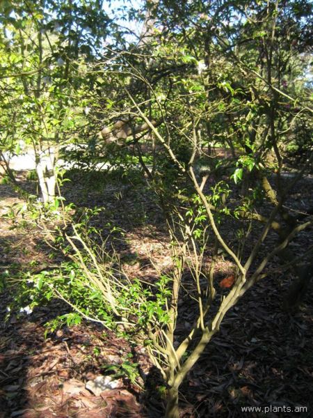 File:Camellia transnokoensis-IMG 8079 sfbg0308.jpg