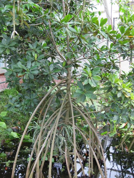 File:IMG 1014 bbg09.jpg