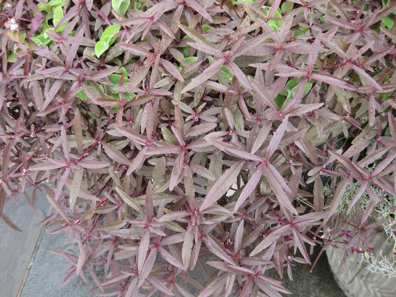 File:IMG 0828 bbg09.jpg