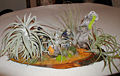 Tillandsia collection
