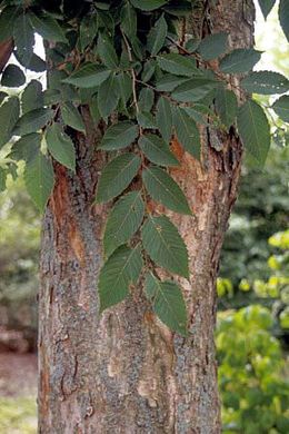 Zelkova serrata