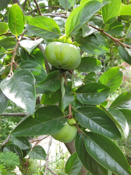 File:IMG 0838 bbg09.jpg