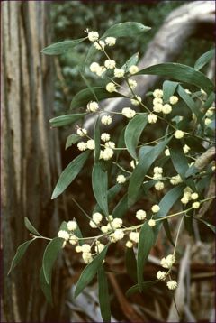 Flowering twigs of Acacia melanoxylon