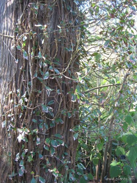 File:Hydrangea seemanii-IMG 7983 sfbg0308.jpg