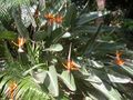 Strelitzia reginae plant