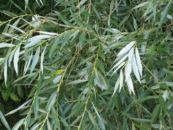 White Willow foliage; note white undersides of leaves