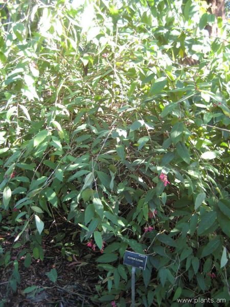 File:Cestrum elegans-IMG 7069 sfbg0308.jpg