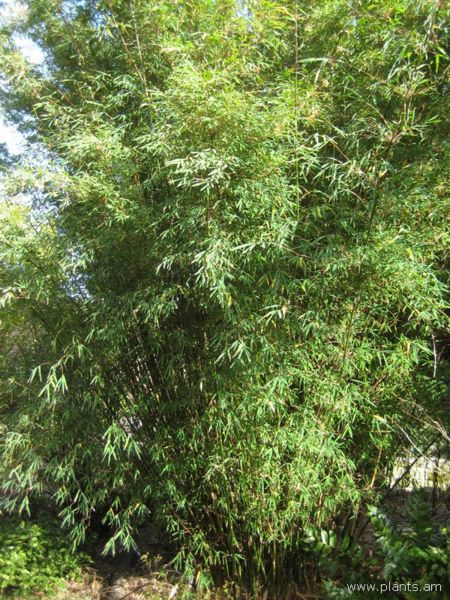 File:Himalayacalamus asper-IMG 7446 sfbg0308.jpg