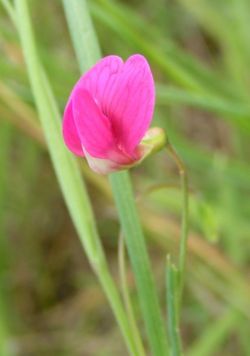 Grass Vetchling, Lathyrus nissolia