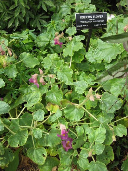 File:IMG 0772 bbg09.jpg