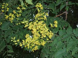 Foliage and flowers of var. apiculata
