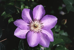 Clematis hybrid