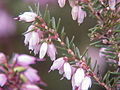 Erica carnea