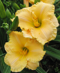 Hybrid daylily 'Tom Collins'