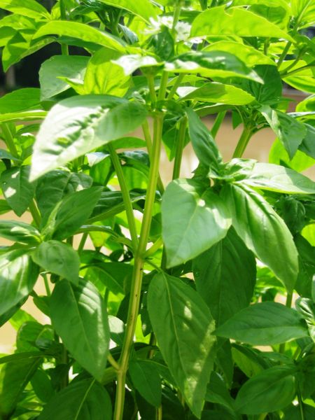 File:Sweet basil-6491.jpg
